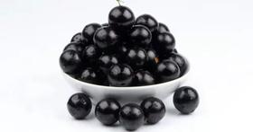 Muda De Jabuticaba Olho De Boi Altura 0,40 Cm A 0,80 Muda De Jabuticaba Olho De Boi Altura 0,40 Cm A 0,80