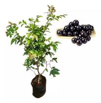 Muda de Jabuticaba Sabará e Maça Gala 0,40 cm a 0,80 cm