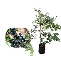 Muda de Jabuticaba Sabará