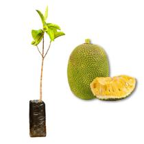 Muda de Jaca Mole Rápida Produção Produz em Vasos