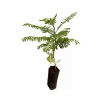 Muda de Jacaranda Mimoso 20 a 40cm AMK