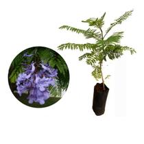 Muda de Jacaranda Mimoso 20 a 40cm AMK - Plantas Online