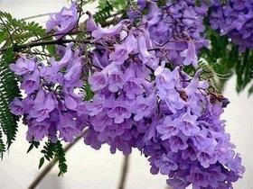 Muda de Jacarandá Mimoso-Flor