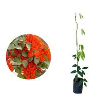 Muda de Jade Vermelha 20 a 40cm AMK - Plantas Online
