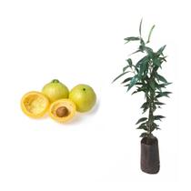 Muda de Jambo Amarelo 20 a 40cm AMK - Plantas Online - AMK Jardinagem e Paisagismo