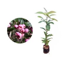 Muda de Jambo Smith 20 a 40cm AMK - Plantas Online