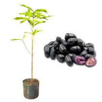 Muda de Jambolão Rápida Produção Produz em Vasos