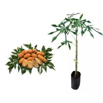 Muda de Jaracatia 20 a 40cm AMK - Plantas Online