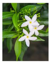 Muda De Jasmim Flor Linda Branca Raiz Forte Vaso Arbusto