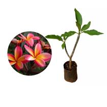 Muda de Jasmim Manga 20 a 40cm AMK - Plantas Online
