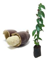 Muda De Jatobá de 20cm a 40cm. Muda De Jatobá de 20cm a 40cm.