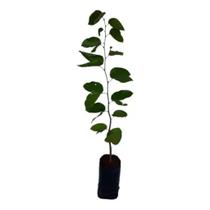 Muda de Jatobá Pronta Para Plantio 10 cm a 40 cm Muda de Jatobá Pronta Para Plantio 10 cm a 40 cm