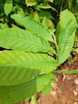 Muda de Jequitiba Branco Altura de 0,40 cm a 0,80 cm