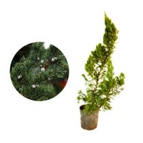 Muda de Kaizuca 20 a 40cm AMK - Plantas Online