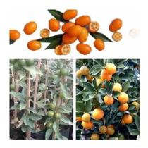 Muda De Kinkan - Mini Laranjinha . Produz Em 5 Meses