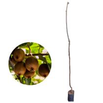Muda de Kiwi Fêmea Enxertada