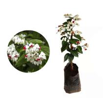 Muda de Lagrimas de Cristo 20 a 40cm AMK - Plantas Online Muda de Lagrimas de Cristo 20 a 40cm AMK - Plantas Online