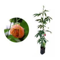 Muda de Lanterna Chinesa 20 a 40cm AMK - Plantas Online