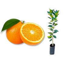 Muda de Laranja Açúcar enxertada