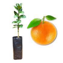 Muda de Laranja Bahia Monte Parnaso Enxertada Rápida Produção Produz em Vasos