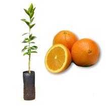 Muda de Laranja Bahia Umbigo Enxertada Rápida Produção Produz em Vasos