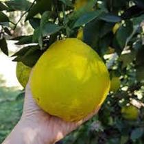 Muda De Laranja Champagne - Compre E Pague Em Até 6 Vezes