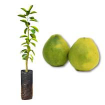 Muda de Laranja Champagne Enxertada Rápida Produção Produz em Vasos