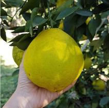Muda de Laranja Champanhe Enxerto Muda de Laranja Champanhe Enxerto