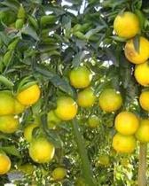 Muda de Laranja Champgne Produzindo Altura de 1,0 m a 1,5 m