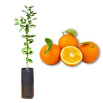 Muda de Laranja Lima Céu Enxertada Rápida Produção Produz em Vasos