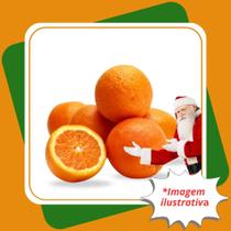 Muda De Laranja Natal Enxertada Citrus Sinensis L. Osbeck.