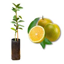 Muda de Laranja Pera IAC Enxertada Rápida Produção Produz em Vasos