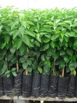 Muda De Laranja Pera Rio Enxertada