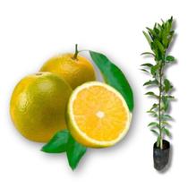 Muda de Laranja Pêra Rio Enxerto