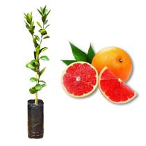 Muda de Laranja Sanguínea Mombuca Vermelha Enxertada Rápida Produção Produz em Vasos