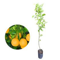 Muda de Laranja Seleta Para Suco Enxertada