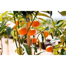 Muda de Laranjinha-kinkan Produzindo Altura de 1,0 m a 1,5 m