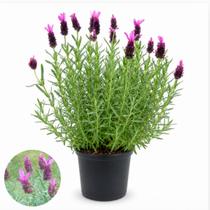Muda De Lavanda Borboleta Francesa Linda Rara E Exclusiva Muda De Lavanda Borboleta Francesa Linda Rara E Exclusiva