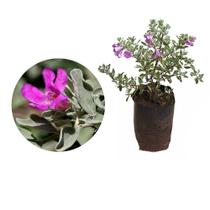 Muda de Leucofilo 20 a 40cm AMK - Plantas Online