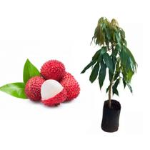 Muda De Lichia Alporquia 50cm