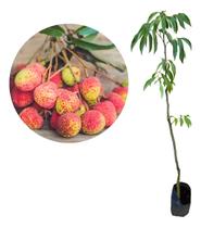 Muda De Lichia Kaimana - Clima Quente - Litchi Chinensis Muda De Lichia Kaimana - Clima Quente - Litchi Chinensis