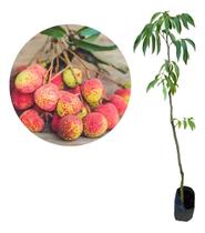 Muda De Lichia Kaimana - Clima Quente - Litchi Chinensis Muda De Lichia Kaimana - Clima Quente - Litchi Chinensis