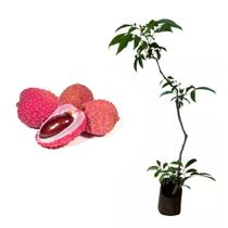 Muda de Lichia Kwai Pink 50 a 80cm AMK - Plantas Online Muda de Lichia Kwai Pink 50 a 80cm AMK - Plantas Online
