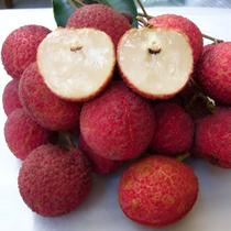 Muda De Lichia Salatiel - 80% Dos Frutos Sem Semente Muda De Lichia Salatiel - 80% Dos Frutos Sem Semente