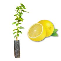 Muda de Lima da Pérsia Enxertada Rápida Produção Produz em Vasos