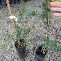 Muda de limao caviar enxertado