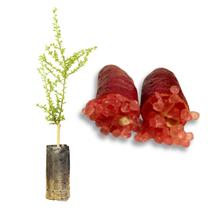 Muda de Limão Caviar Vermelho Enxertada Exótico e Raro Produz em Vasos