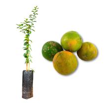 Muda de Limão Cravinho Enxertada Rápida Produção Produz em Vasos