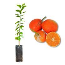 Muda de Limão Cravo Rosa Tempero Enxertada Rápida Produção Produz em Vasos