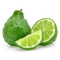 Muda de Limão Kafir Enxertada